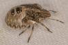 Dyroderes umbraculatus